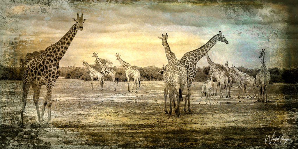 Textured giraffe image